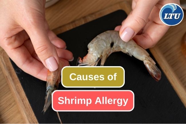 Find Out How Shrimp Allergy Happens